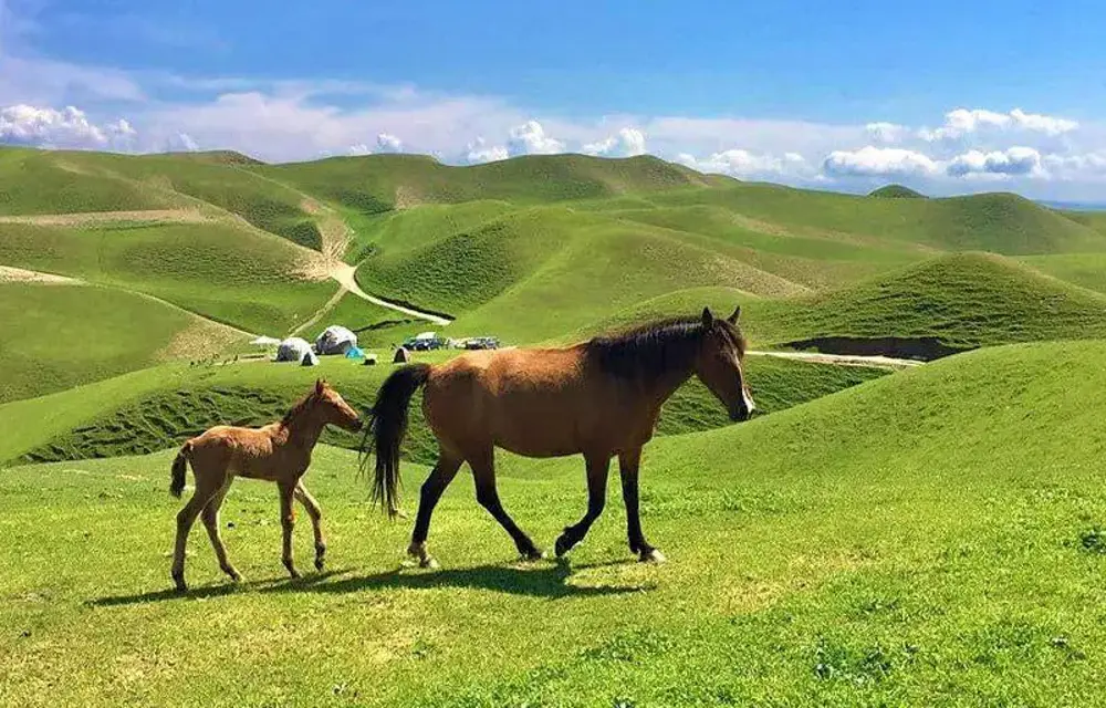 اسب سواری تپه ماهور